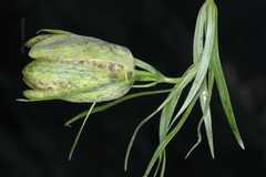 Fritillaria cirrhosa